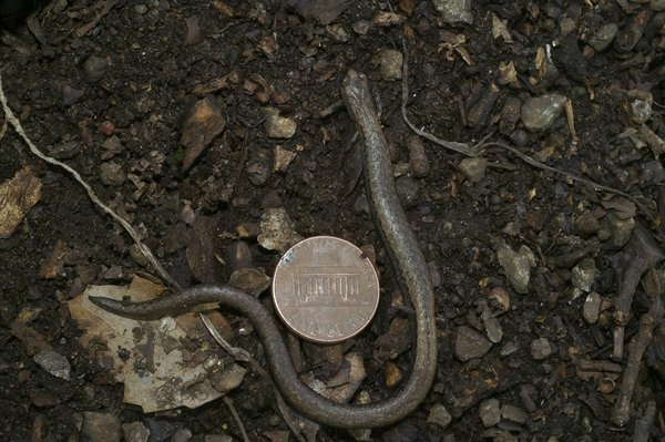 Choisir un fournisseur électricité et gaz moins cher en 2024 comme ilek